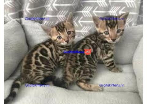 Super Bengaalse kittens voor adoptie