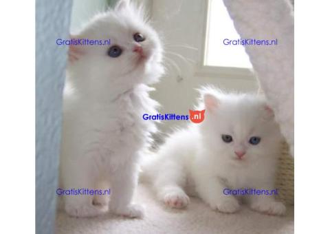 lieve perzische kittens ter adoptie