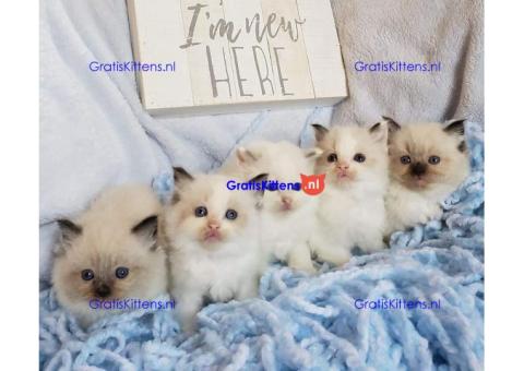 Gezonde mannelijke en vrouwelijke Ragdoll-kittens Op zoek naar nieuwe huizen