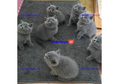 Blauwe Brits Korthaar Kittens Nu klaar +31637889230