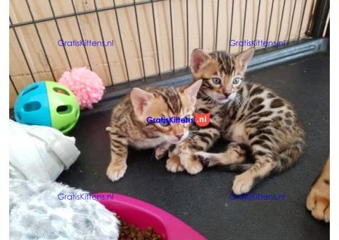 Schattige Bengaalse kittens Beschikbaar +31637889230