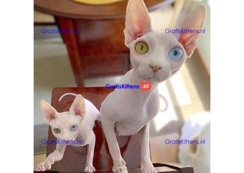 Sphynx-kittens beschikbaar +31637889230