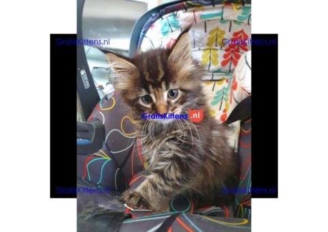 Maine Coon-kittens te koop +31637889230