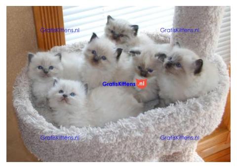 Gezonde mannelijke en vrouwelijke Ragdoll-kittens Op zoek naar nieuwe huizen