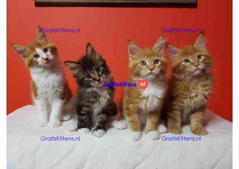 schattige mannelijke en vrouwelijke Maine Coon-kittens voor adoptie