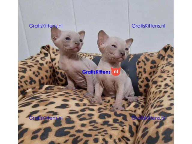 Er zijn prachtige Sphynx-kittens beschikbaar