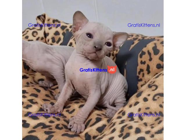 Er zijn prachtige Sphynx-kittens beschikbaar