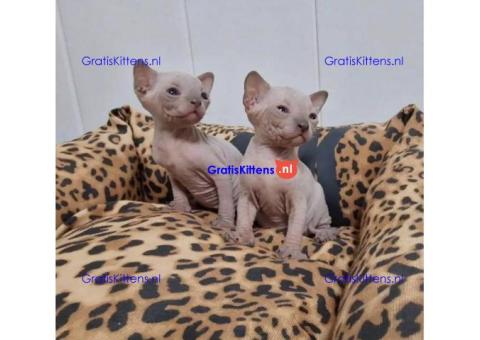 Er zijn prachtige Sphynx-kittens beschikbaar