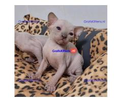 Er zijn prachtige Sphynx-kittens beschikbaar