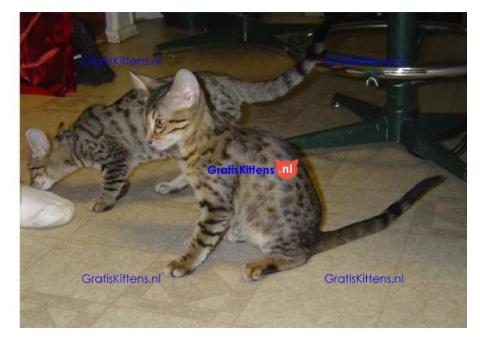 Schitterende maine coon kittens