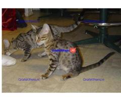 Schitterende maine coon kittens