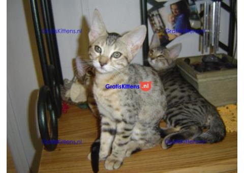 Schitterende maine coon kittens