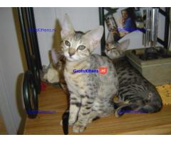 Schitterende maine coon kittens