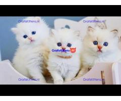 mooie Perzische kittens voor adoptie