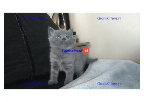 Britse korthaar kittens te koop. Whatsapp/Viber  +358469435676