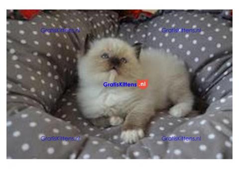 Lieve Ragdoll kittens beschikbaar  Whatsapp/Viber  +358469435676