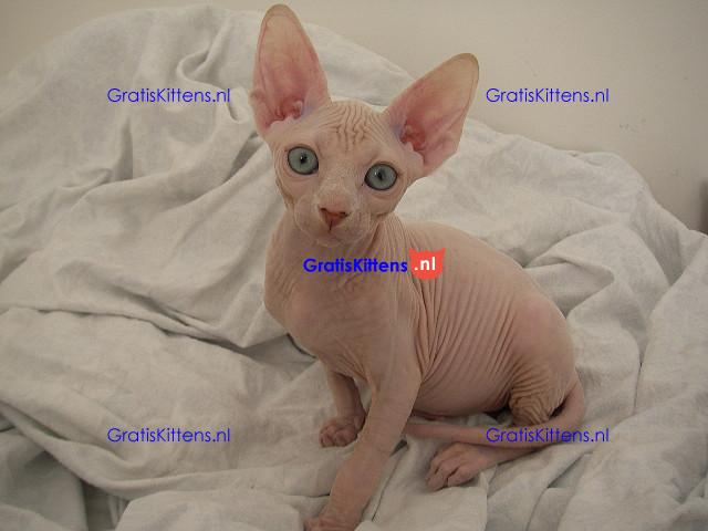 Mooie Sphynx Kittens te koop Whatsapp/Viber  +358469435676