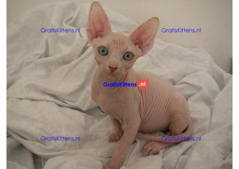 Mooie Sphynx Kittens te koop Whatsapp/Viber  +358469435676