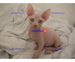 Mooie Sphynx Kittens te koop Whatsapp/Viber  +358469435676