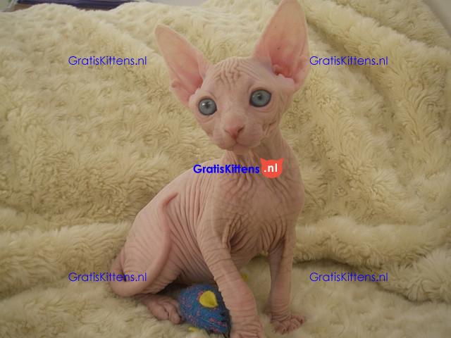 Mooie Sphynx Kittens te koop Whatsapp/Viber  +358469435676