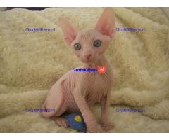 Mooie Sphynx Kittens te koop Whatsapp/Viber  +358469435676