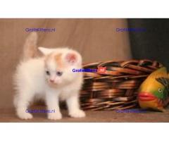 Leuke Scottish Fold Kittens-verkoop.  Whatsapp/Viber  +358469435676