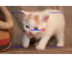 Leuke Scottish Fold Kittens-verkoop.  Whatsapp/Viber  +358469435676