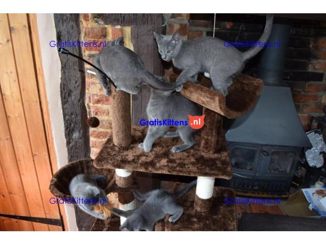 Blauwe Russische kittens te koop