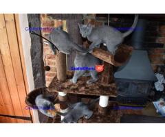 Blauwe Russische kittens te koop