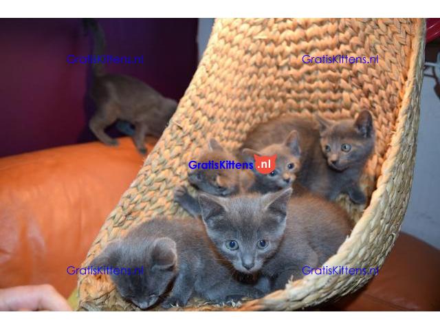 Blauwe Russische kittens te koop