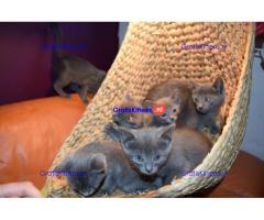 Blauwe Russische kittens te koop