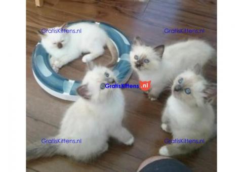 Lieve Birmaan kittens te koop  Whatsapp/Viber  +358469435676