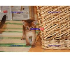 Schattige Abessijnse Kittens  Whatsapp/Viber  +358469435676