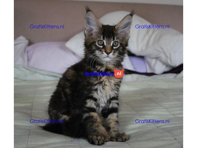 Maine Coon-kittens.  Whatsapp/Viber  +358469435676