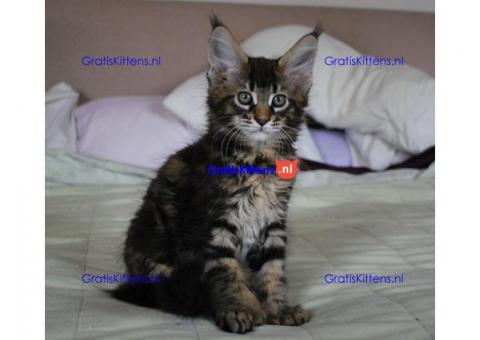 Maine Coon-kittens.  Whatsapp/Viber  +358469435676