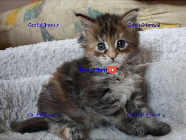 Maine Coon-kittens.  Whatsapp/Viber  +358469435676