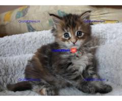 Maine Coon-kittens.  Whatsapp/Viber  +358469435676