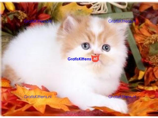 Uitstekende Perzen kittens  Whatsapp/Viber  +358469435676