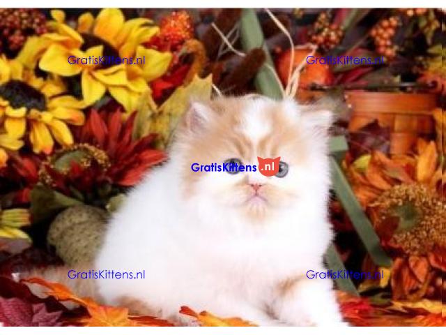 Uitstekende Perzen kittens  Whatsapp/Viber  +358469435676