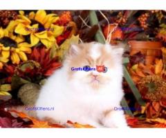 Uitstekende Perzen kittens  Whatsapp/Viber  +358469435676