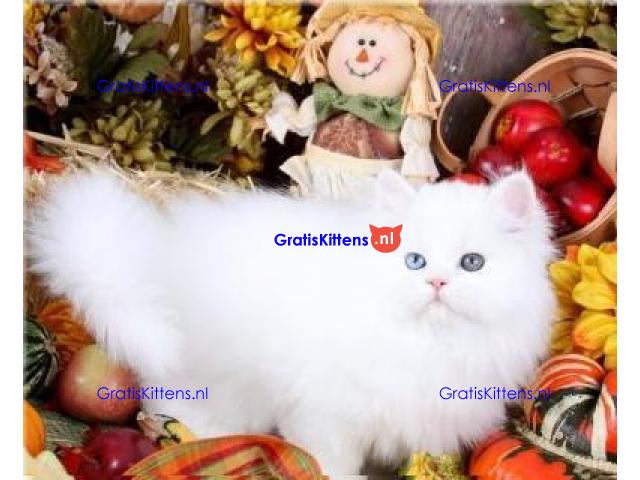 Uitstekende Perzen kittens  Whatsapp/Viber  +358469435676