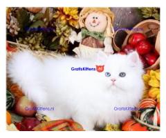 Uitstekende Perzen kittens  Whatsapp/Viber  +358469435676