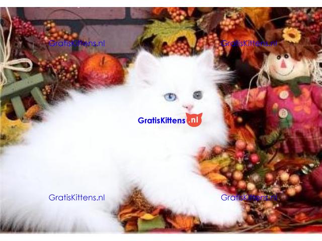 Uitstekende Perzen kittens  Whatsapp/Viber  +358469435676