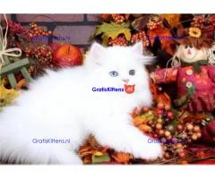 Uitstekende Perzen kittens  Whatsapp/Viber  +358469435676
