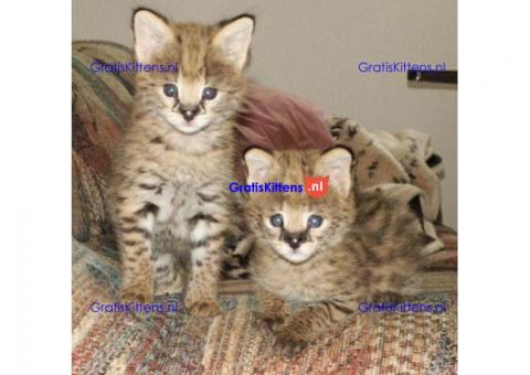 Mooie Serval Kittens  Whatsapp/Viber  +358469435676