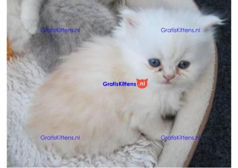 Exotische Kittens  Whatsapp/Viber  +358469435676
