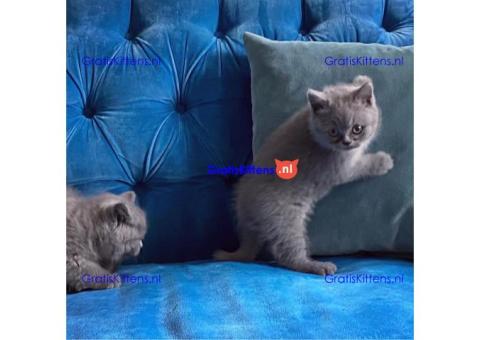 PRACHTIGE BLAUWE BRITSE SHORTALE KITTENS