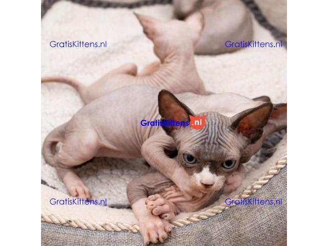 Prachtige Sphynx-kittens Whatsapp +33761266031