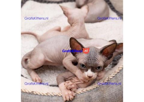 Prachtige Sphynx-kittens Whatsapp +33761266031