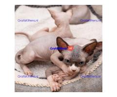 Prachtige Sphynx-kittens Whatsapp +33761266031